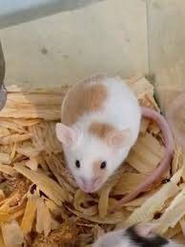 Hopper Mice