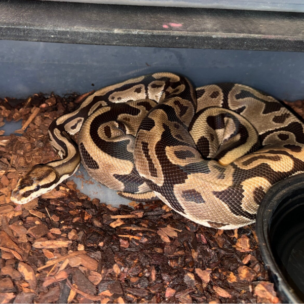 Mojave Het Ghost - Female