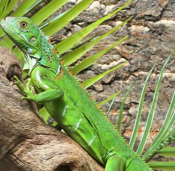 Green Iguanas