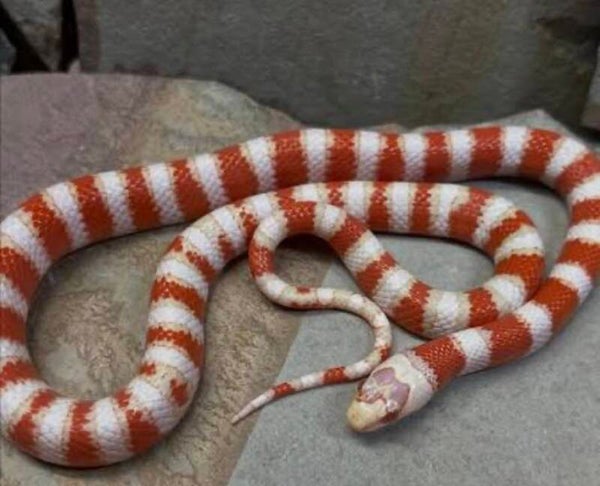 Tangerine Albino het hypo Honduran Milk Snake