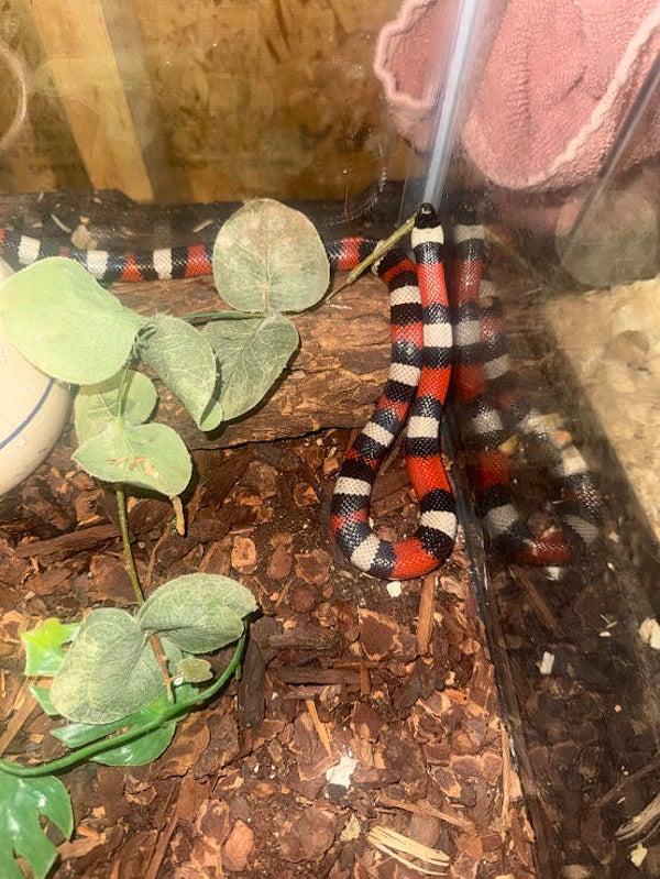 Pueblan Milk Snake