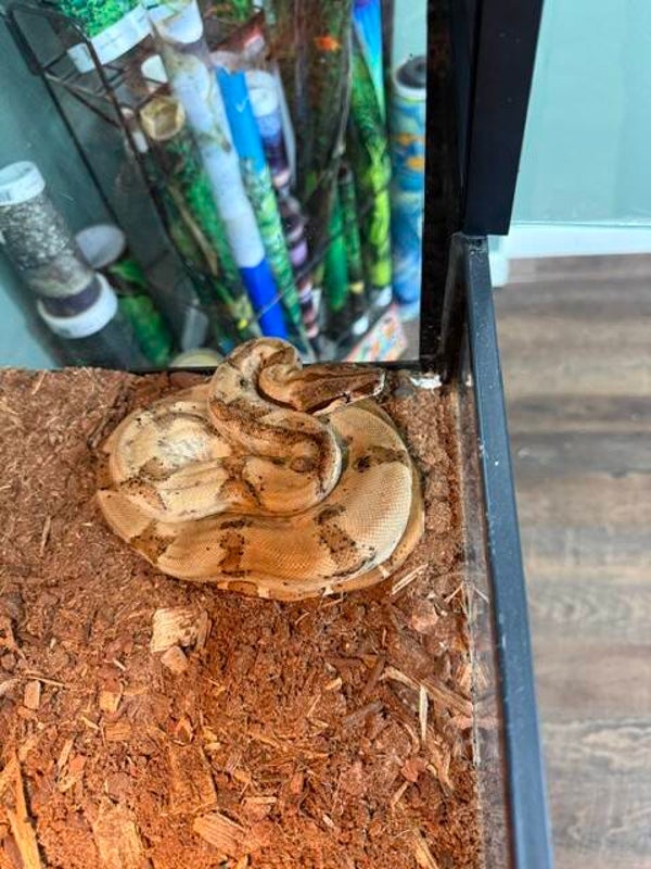Hypomelanistic (Hypo) / Pastel line Boa imperator (BCI) - Female
