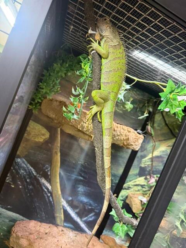 Green Iguanas - Male