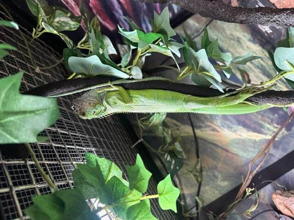 Green Iguana - Female