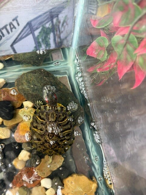 Red Eared Sliders