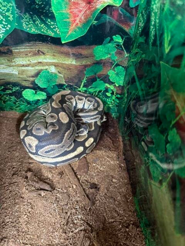 Original Ball Python