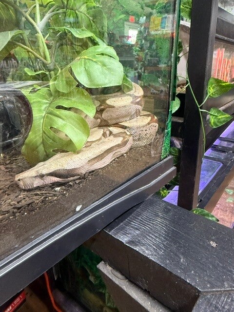 Suriname Red-tail Boa Male