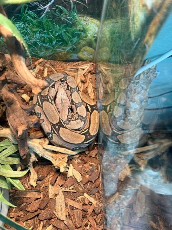 Guyana Red-tail boa - Male