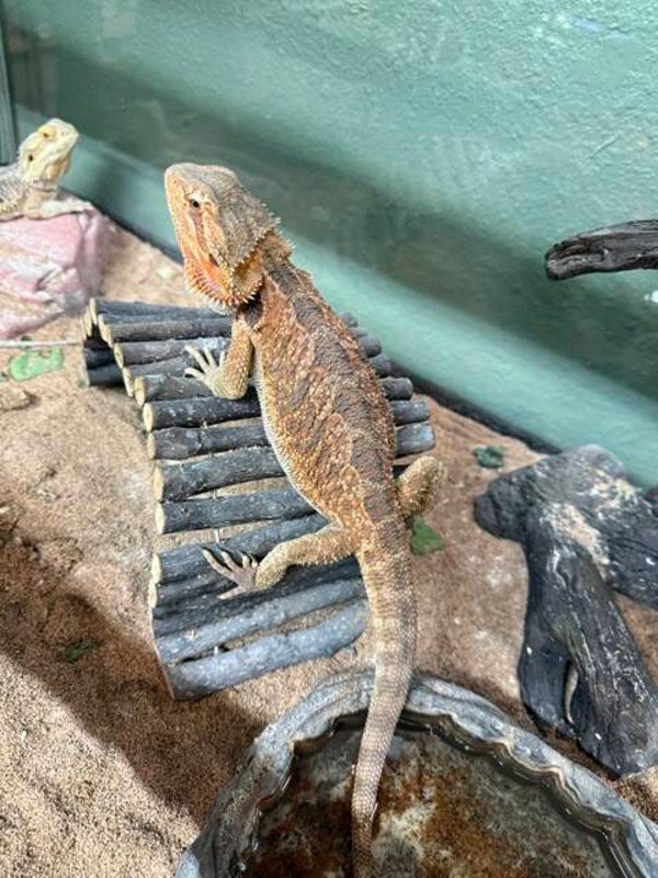 Adult Red Bearded Dragon