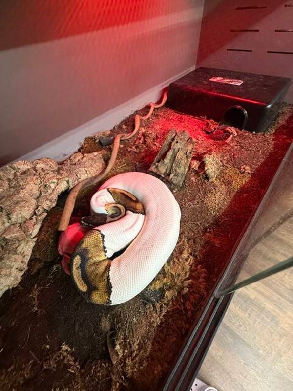 High White Pied Ball python