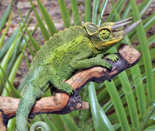 Jackson's Chameleon