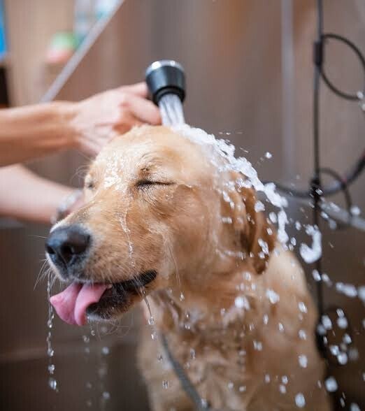 Large Dog Bath and Nail Trimming