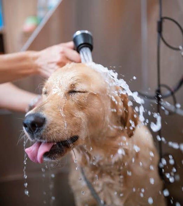 Large Dog Bath and Nail Trimming