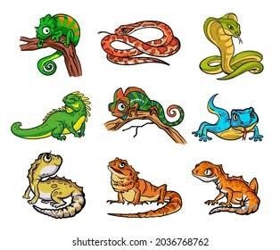 Large Reptiles ( Iguana’s, Monitors, Any Snake over 4 Foot) boarding - Daily