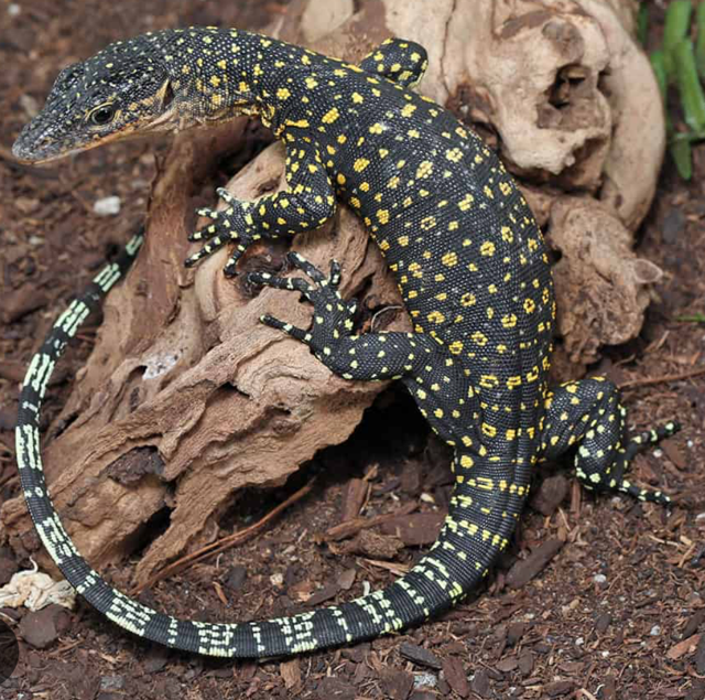 Mangrove Monitors