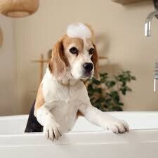 Medium Dog Bath and Nail Trimming