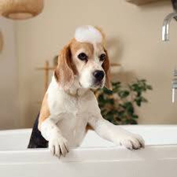 Medium Dog Bath and Nail Trimming
