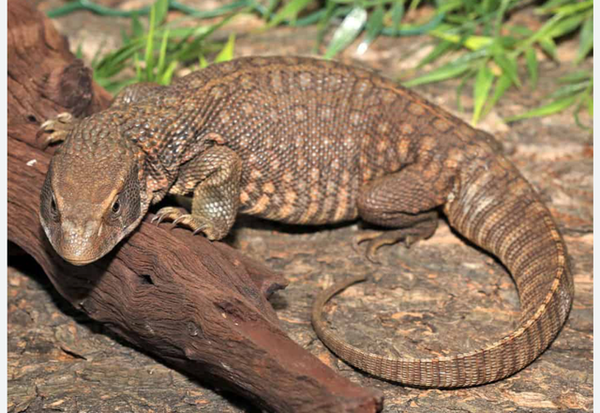 Savannah Monitor