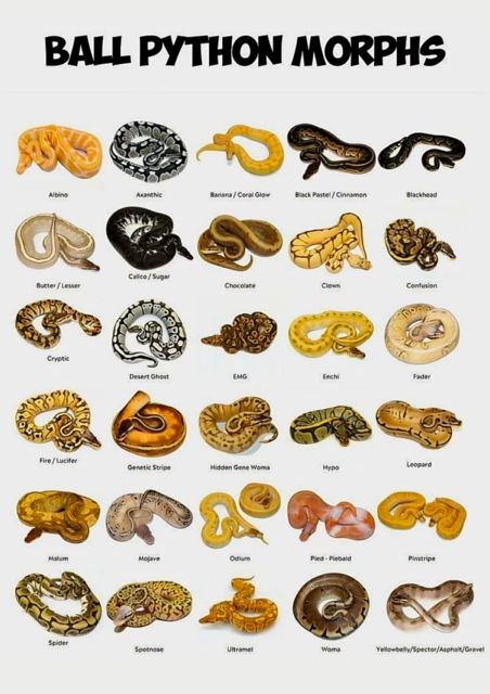 Ball Pythons
