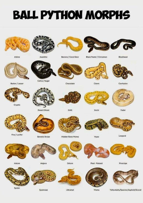Ball Pythons