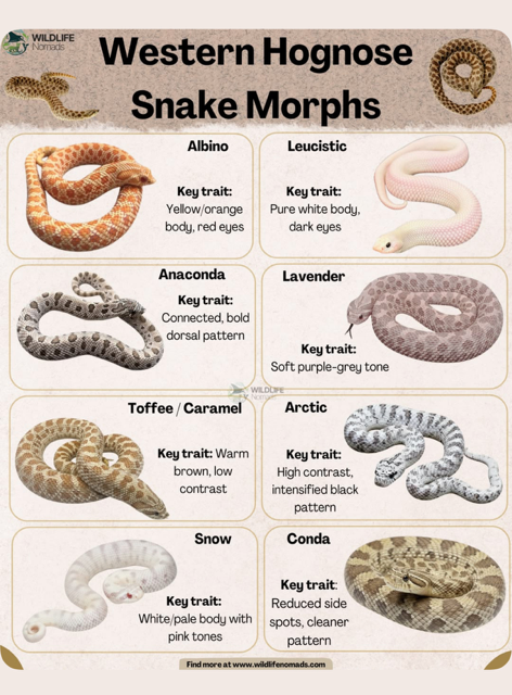 Hognose