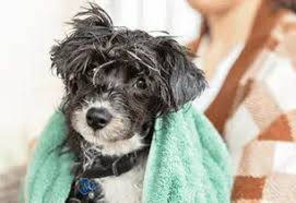 Small Dog Bath and Nail Trimming