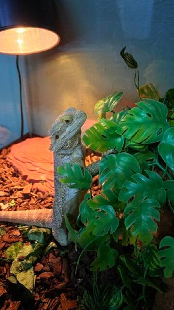 Adult Standard Bearded Dragon - Male