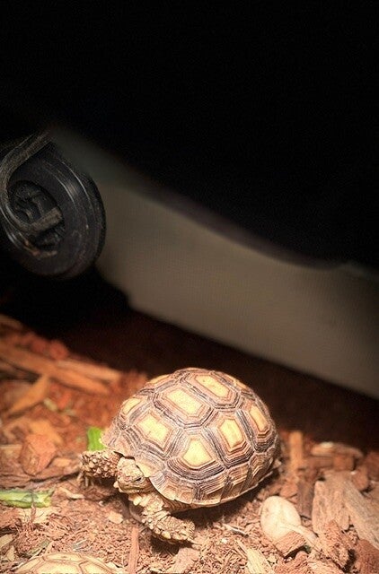 Sulcata Tortoise