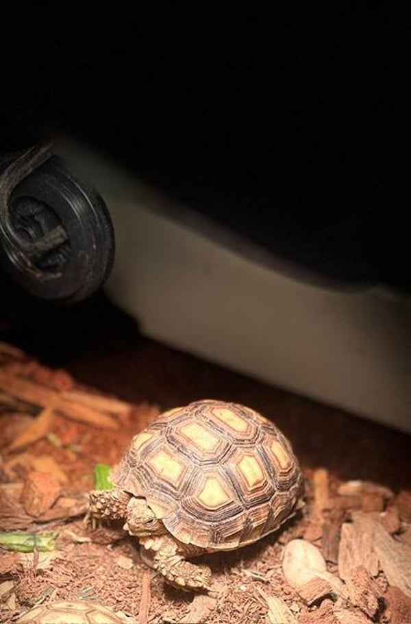 Sulcata Tortoise