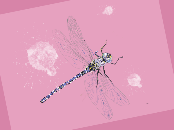 Libelle