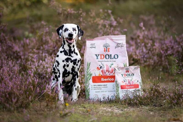 Ydolo Healthy & Fresh – Iberico 10kg