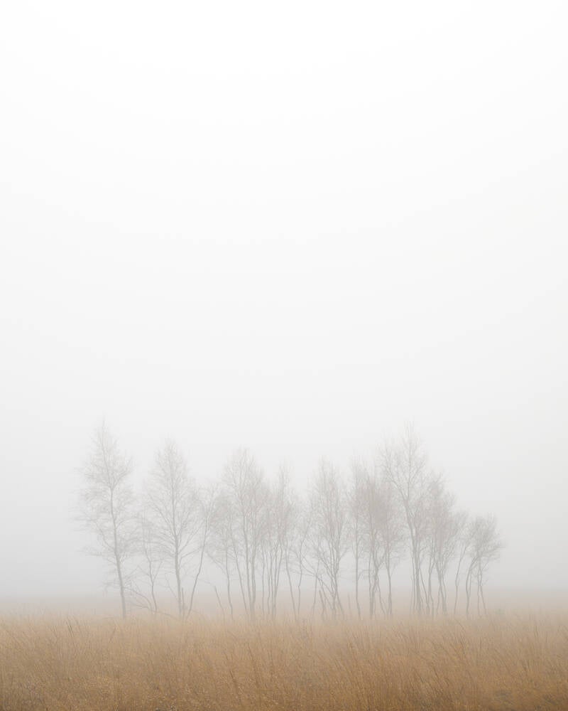 Minimalistische foto van een groepje jonge berken in een landschap op een mistige dag.