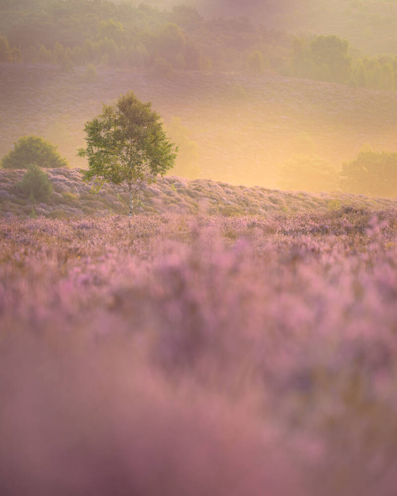 A lone birch in a blooming field of heather.