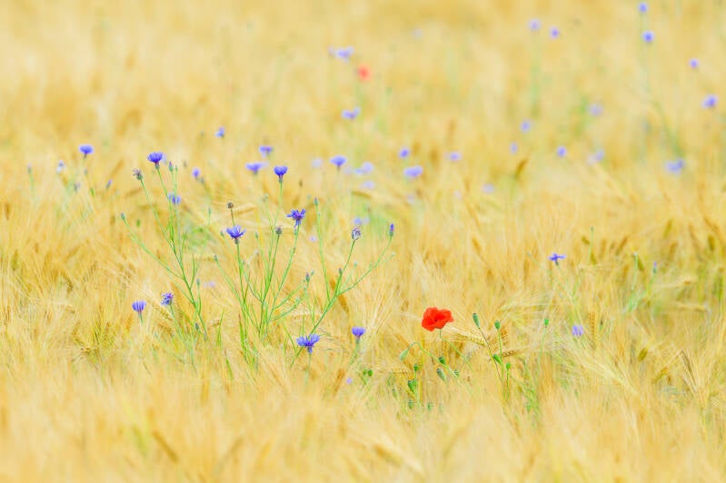 Een korenveld in het gouden uurtje met enkele blauwe korenbloemen en een rode klaproos