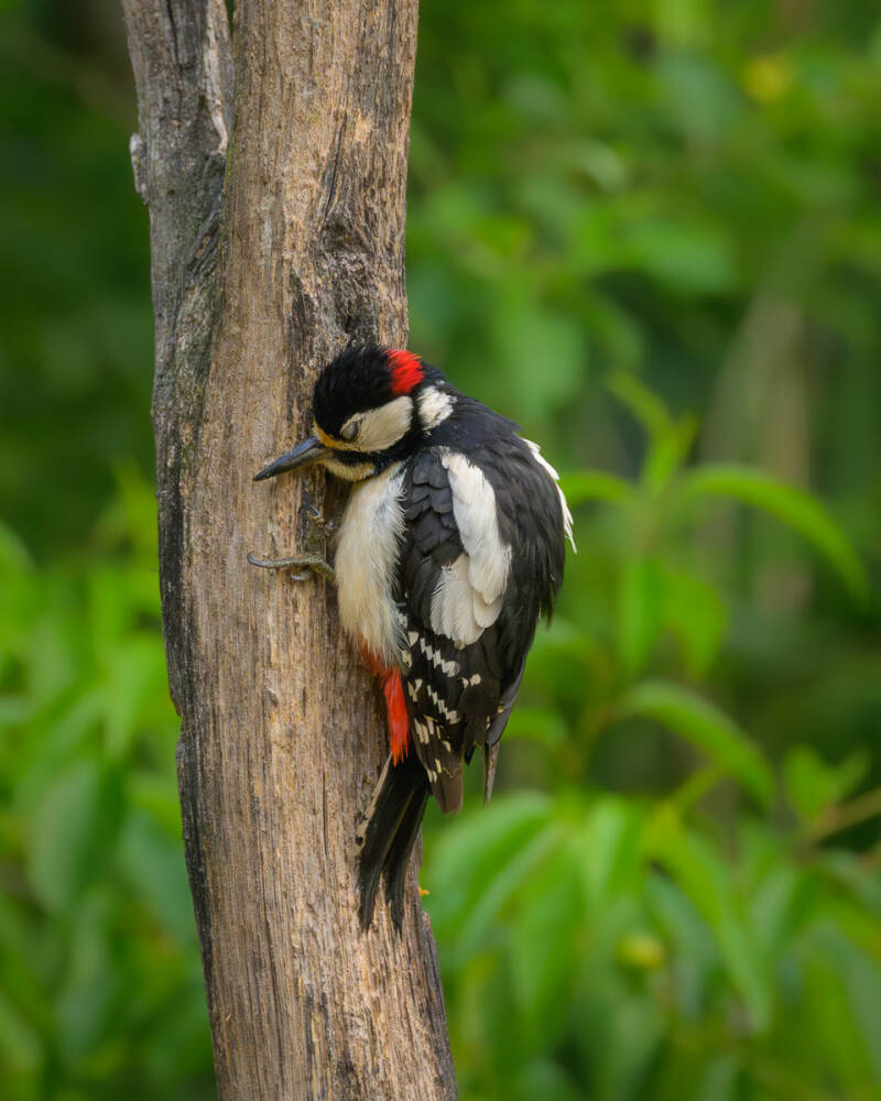 Een foto van een specht die zijn kopje met gesloten ogen tegen de stam legt. 