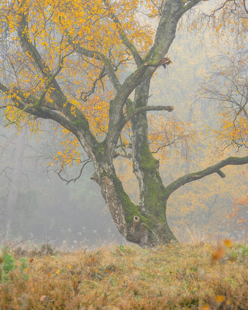 Een foto van een Berk in de herfst met goudkleurig blad op een mistige dag. 