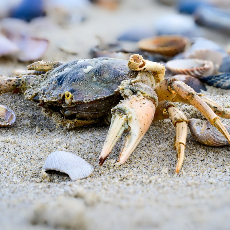 Crab