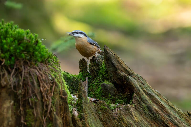 Boomklever op een boomstronk