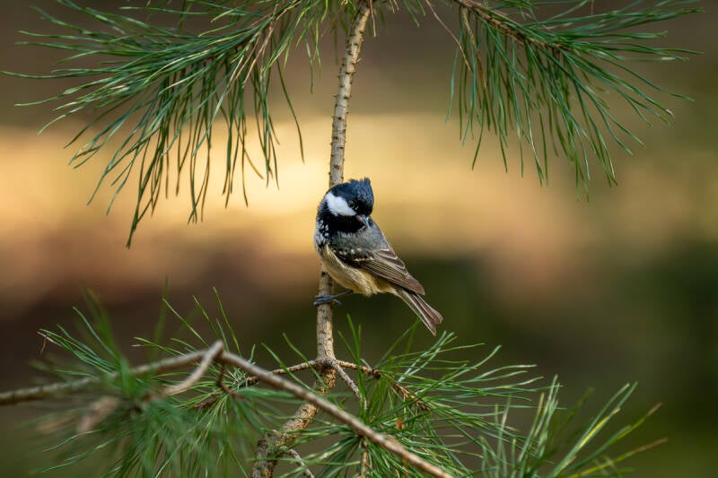Close-up van een kuifmees op een dennentak.