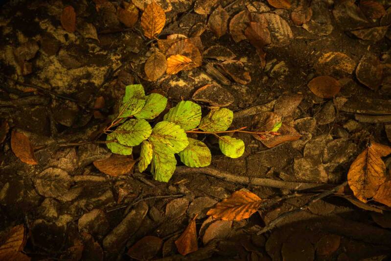 Submerged branch with bright green beech leaves under shallow water, with brown beech leaves visible on the stream bed.