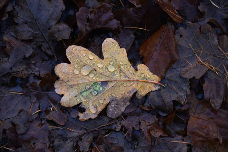 Single light brown oak leaf resting on a darker forest floor covered with fallen leaves.