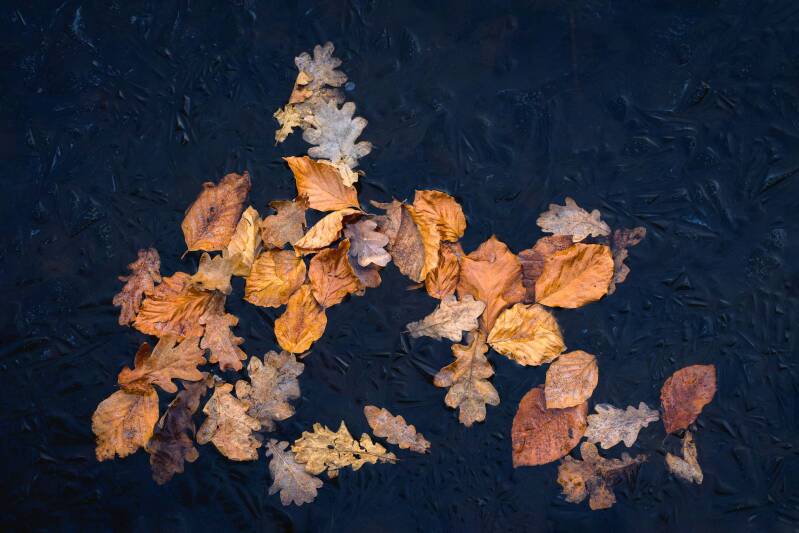 Brown and orange beech and oak leaves scattered across the dark frozen surface of a pond.