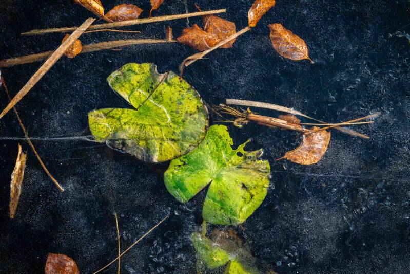 Two large bright green lily leaves encased in ice, surrounded by frozen air bubbles and scattered orange beech leaves.