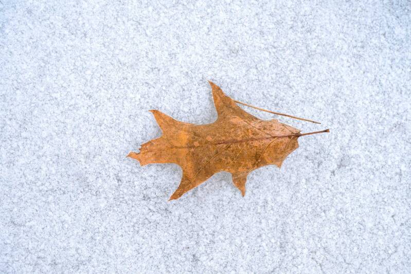  Brown oak leaf and a single pine needle lying on a smooth surface of fresh white snow.