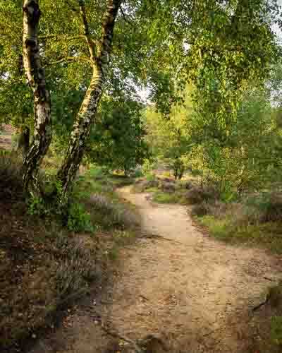 Een zandpad op de Posbank in het gouden uur tijdens de heidebloei in de zomer.
