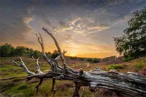 Landschapsfoto van de zonsondergang op de Posbank met een omgevallen boomstam in de voorgrond