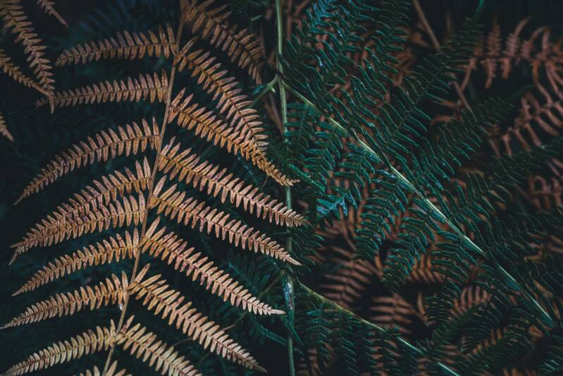One brown fern leaf beside a green fern leaf, placed next to each other against a natural backdrop.