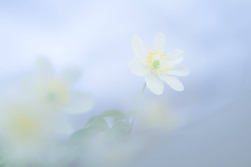 Prachtige zacht macrobeeld van een bosanemoon.