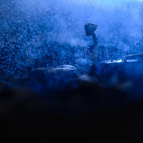 Artistieke macro afbeelding van een paddenstoel met waterdruppels voor een magisch effect.