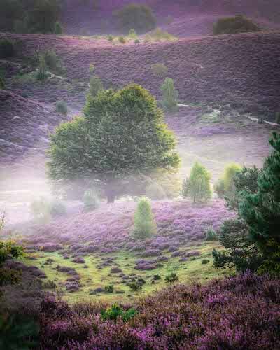 De paarse kleuren van de heide op de Posbank met een centrale boom in de mist